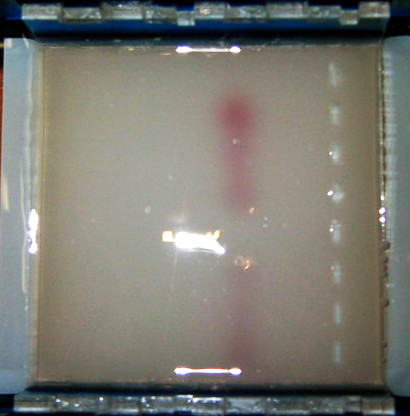 The first test electrophoresis run, no nucleic acid, just diy cresol red loading...